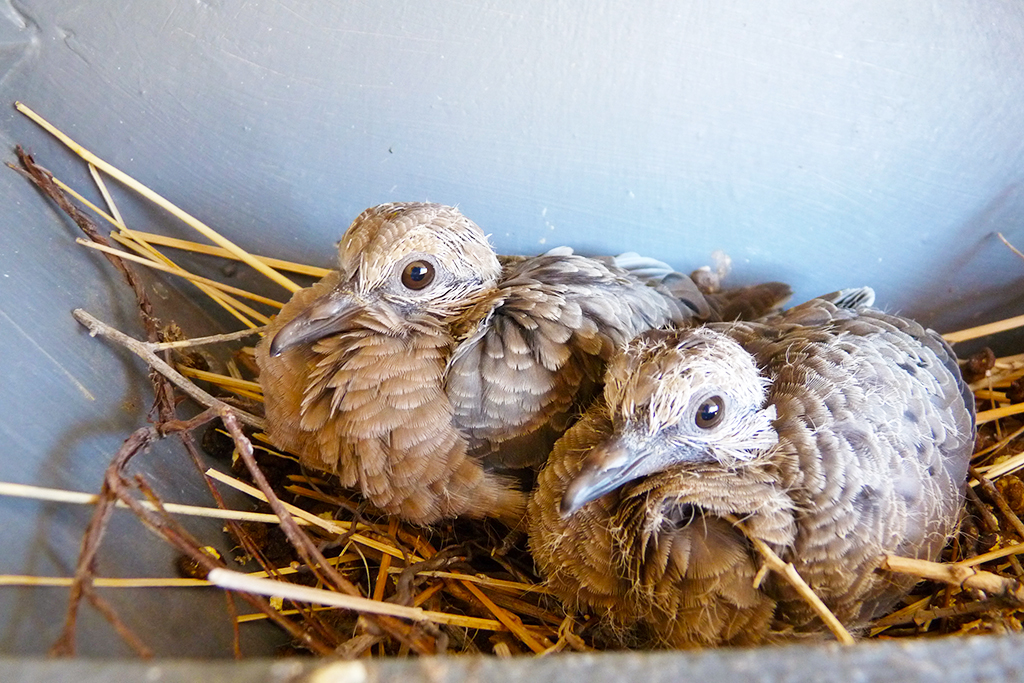 Mourning Dove Nest